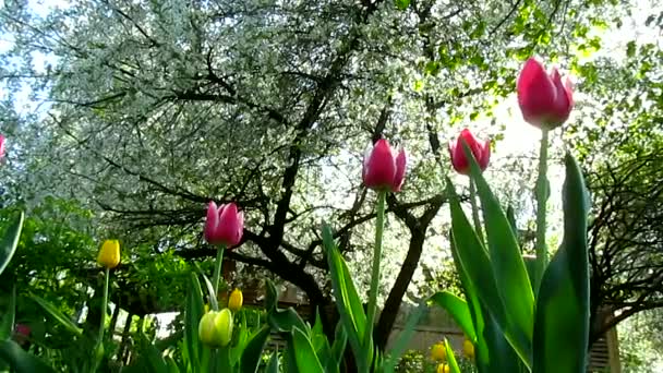 Flores de tulipanes y árboles florecen — Vídeos de Stock