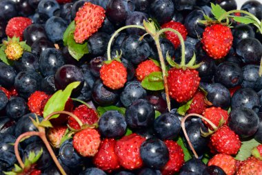 Yabani çilek. Çilek ve yaban mersini meyve.