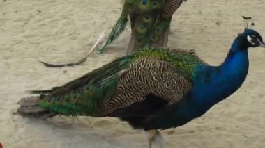 yürüyüş tavus kuşu