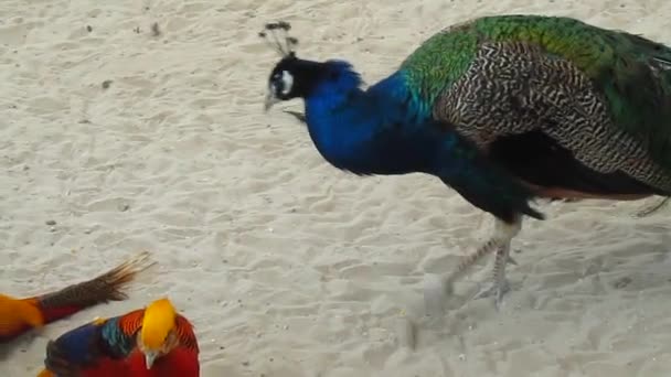 Peacock walking and pecking — Stock Video