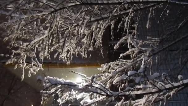 Snowy tree at night — Stock Video