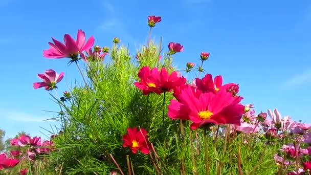 Beautiful pink cosmos flowers and sky — Stock Video