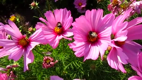 Cosmos flowers and two bumblebees — Stock Video