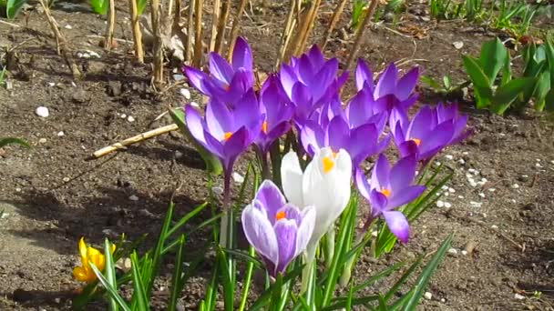 Flores de crocos de primavera — Vídeo de Stock