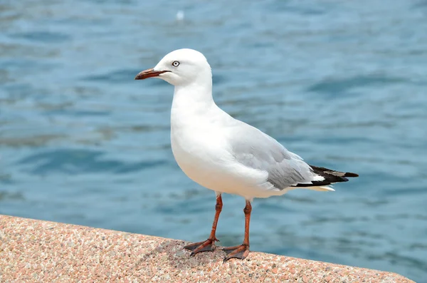 Gaviota blanca sentada en un muelle — Foto de Stock