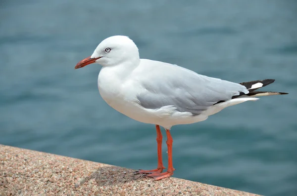 Gaviota blanca sentada en un muelle — Foto de Stock