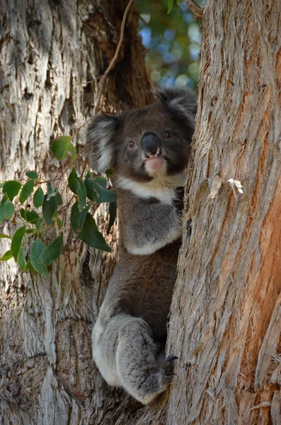 Siedząc na drzewo eukaliptusa Koala — Zdjęcie stockowe