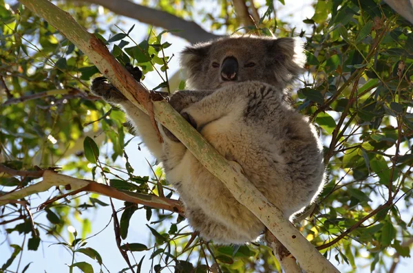 Siedząc na drzewo eukaliptusa Koala — Zdjęcie stockowe