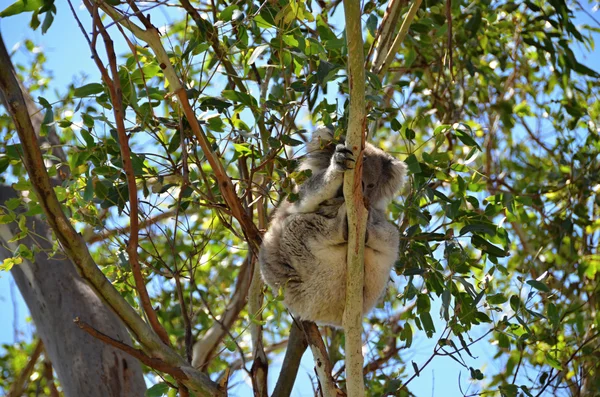 Koala assis sur l'eucalyptus — Photo