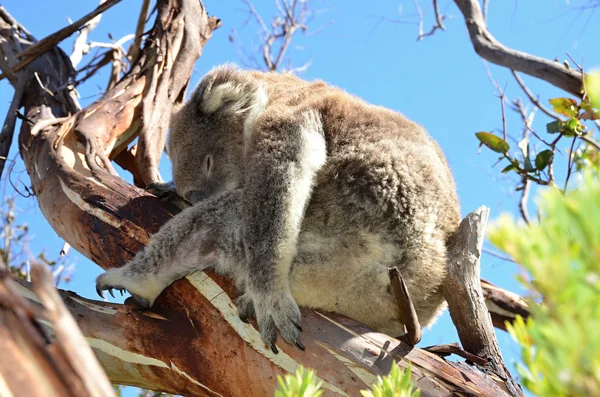 Koala spanie na drzewo eukaliptusa w przyrodzie Australia — Zdjęcie stockowe