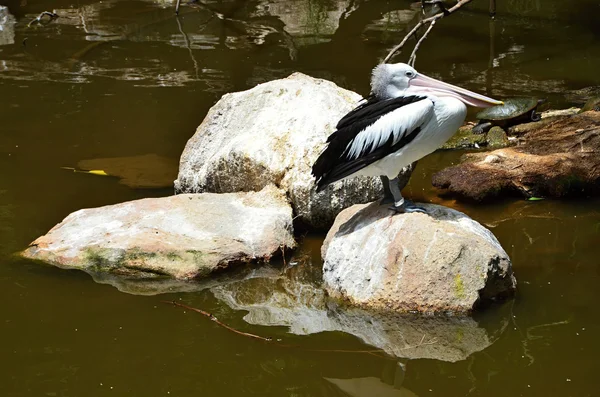 Pelikan im australischen Zoo von Melbourne — Stockfoto