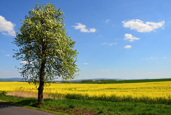 Spring landscape with rape field and trees in bloom in Czech republic