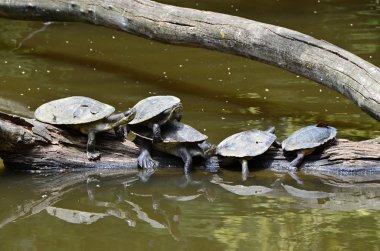 Birkaç su kaplumbağaları güneşin tadını çıkarma