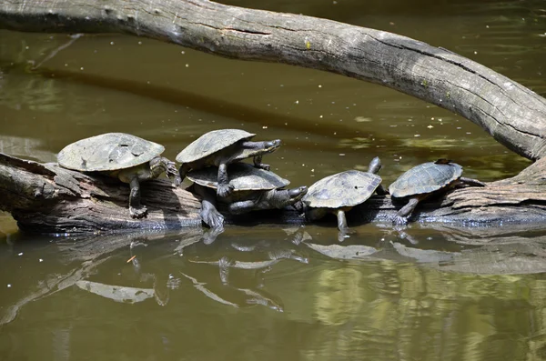 Birkaç su kaplumbağaları güneşin tadını çıkarma