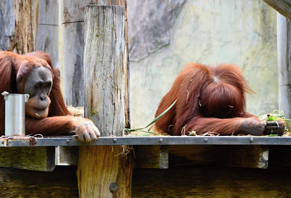 Aburrido orangutanes acostado en una rama — Foto de Stock