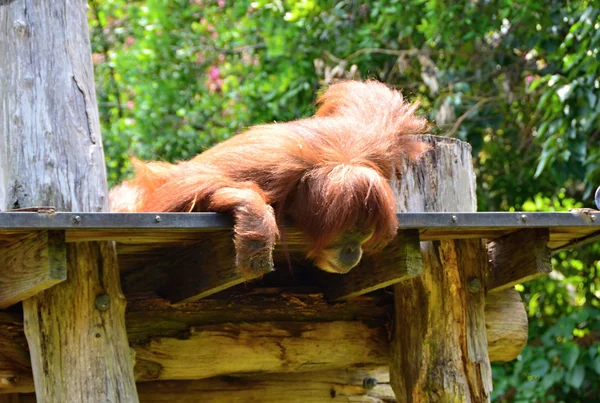 Aburrido orangutanes acostado en una rama — Foto de Stock