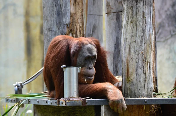 Aburrido orangutanes acostado en una rama — Foto de Stock