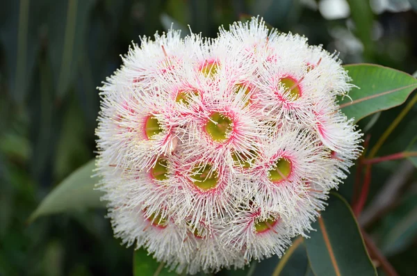 Eucalyptus ou gommier à fleurs — Photo