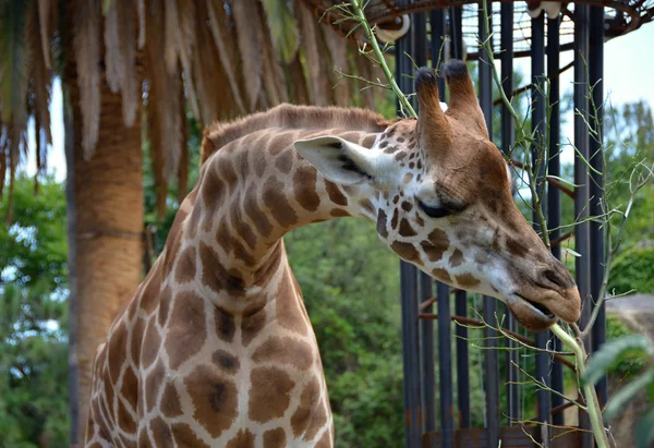 Detail Rothschild Giraffes at the Zoo — Stock Photo, Image