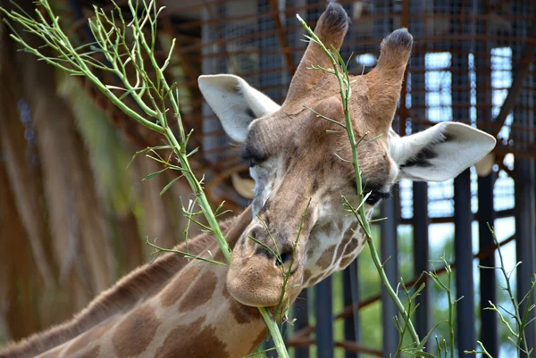 Detail Rothschild Giraffes at the Zoo — Stock Photo, Image