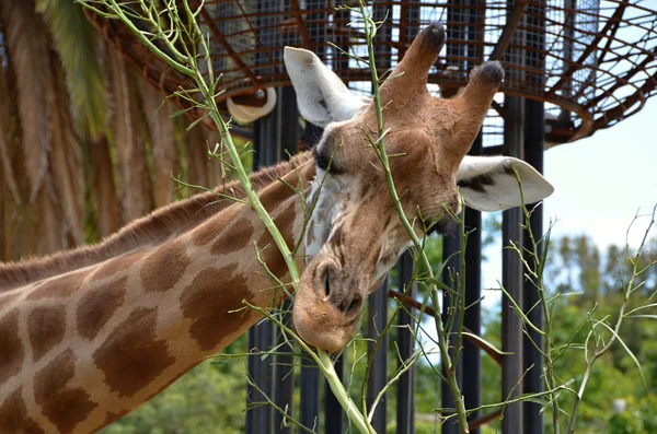 Detail Rothschild Giraffes at the Zoo — Stock Photo, Image