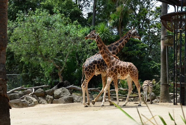 Rothschild Giraffes at the Zoo — Stock Photo, Image
