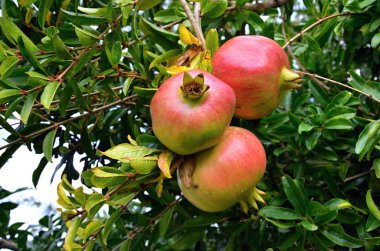 Nar - aromatik meyve bahçesinde