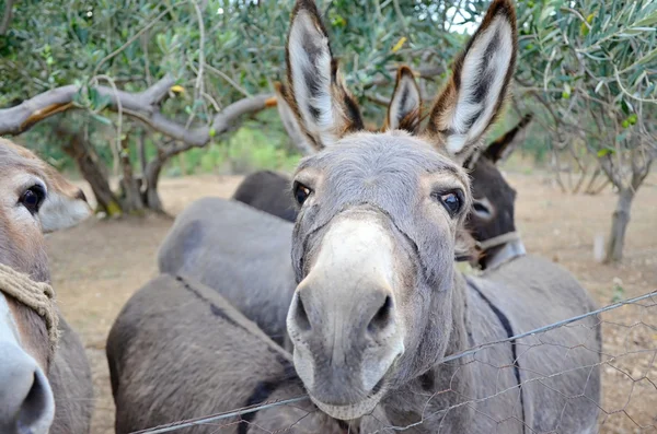 Domestic donkey in the garden — Stock Photo, Image