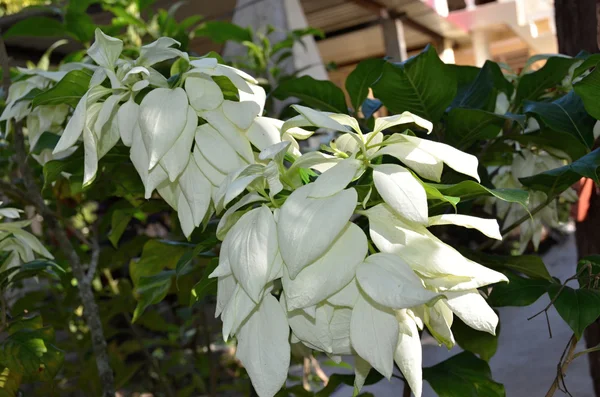 White Poinsettia- Estrella de Navidad — Foto de Stock