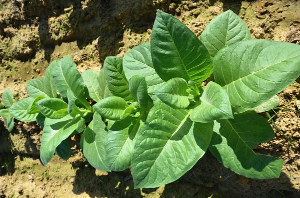 Campo de tabaco - detalhe de folhas verdes — Fotografia de Stock