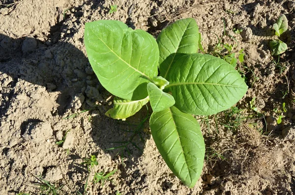 Tabakfeld - Detail der grünen Blätter — Stockfoto