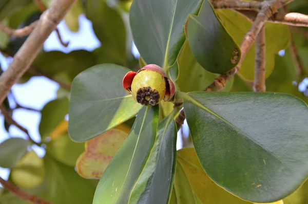 Tropische Blumen tropische Pflanze mit blühenden Blumen — Stockfoto