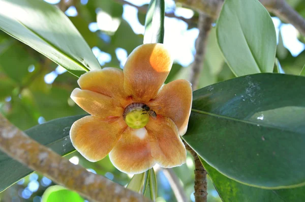 Fiori tropicali Pianta tropicale con fiori in fiore — Foto Stock