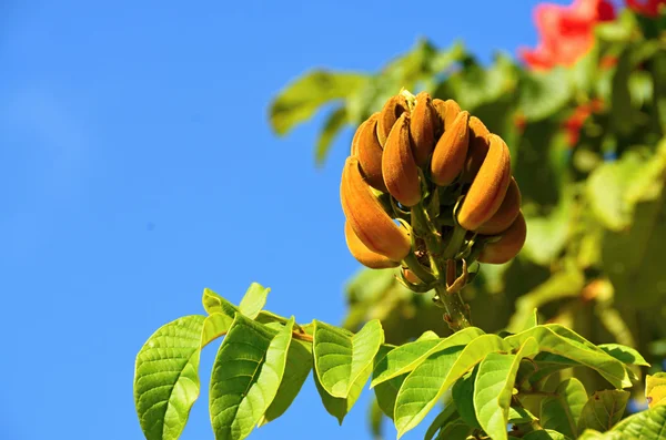 Küba'da Lale ağacı - yanan ağacı