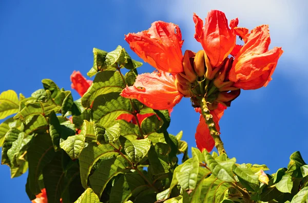 Arbre à tulipes en Cuba — Photo