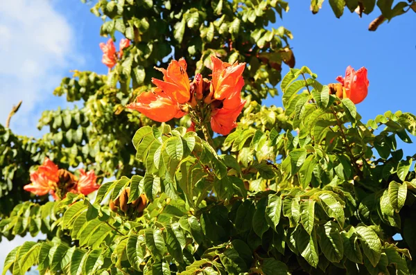 Tulip tree - brandende boom in Cuba — Stockfoto