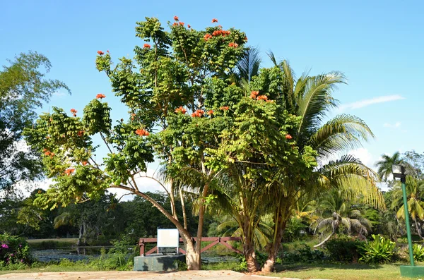 Küba'da Lale ağacı - yanan ağacı