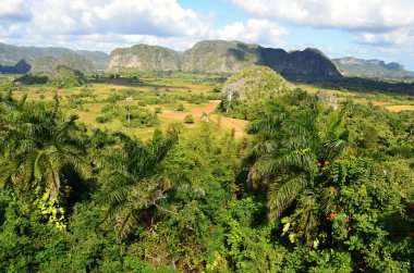 Vinales vadiyi Kuba'daki bir ünlü turizm ve alan büyüyen büyük bir tütün