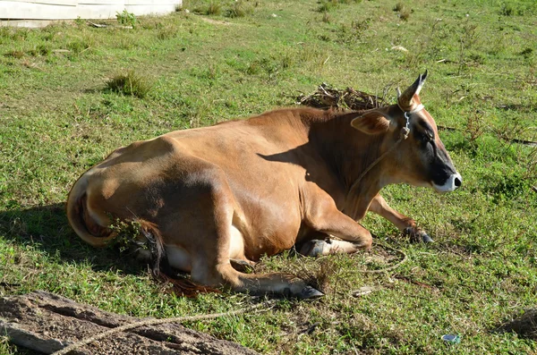 Resting cow in the meadow — Stok fotoğraf