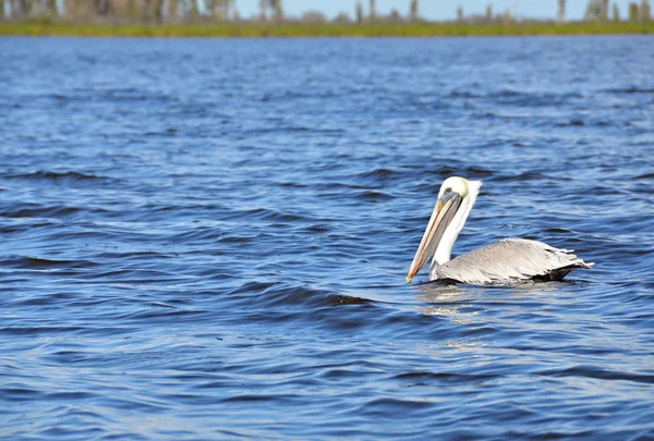 Pelican large white flying bird — Zdjęcie stockowe