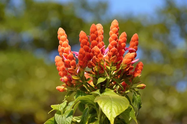 Planta tropical com flores floridas - Cuba — Fotografia de Stock