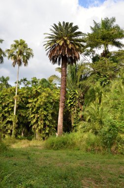 Tropical palm  in the botanical garden in Cuba,