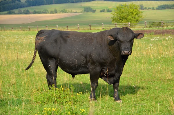 Aberdeen Angus hayvancılık boğa