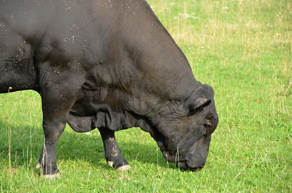Aberdeen-Angus cattle  breeding bull — Stock Photo, Image