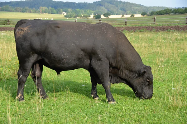 Aberdeen Angus hayvancılık boğa — Stok fotoğraf