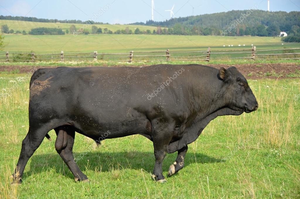 Aberdeen Angus Cattle Breeding Bull Stock Photo C Babetka 82692306