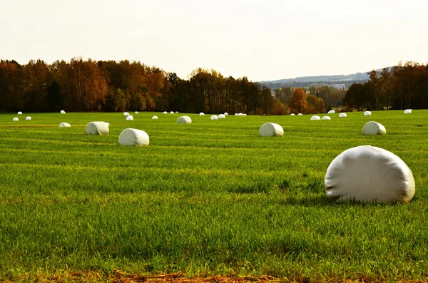 Green summer meadow with straw bales — Stock Photo, Image