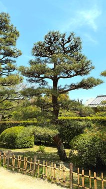 Kenroku-en Bahçesi Japonya 'nın en güzel bahçesi Kanazawa, özel şekilli çam ağaçları olan Japon bahçesi.