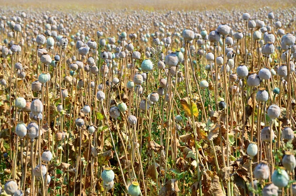 Poppy field with ripe finials — Stock Photo, Image