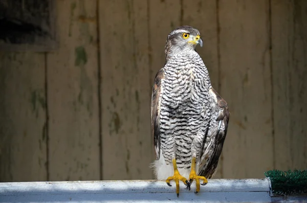 Goshawk - predador voador — Fotografia de Stock